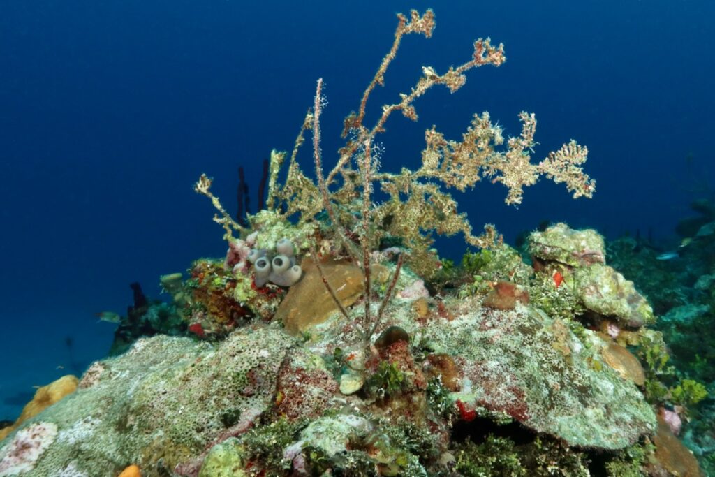 Damaged corals March 2024, Negril, Jamaica