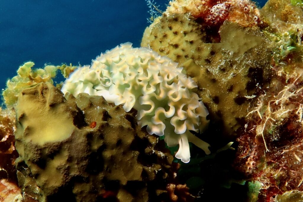 Lettuce sea slug, Negril, Jamaica