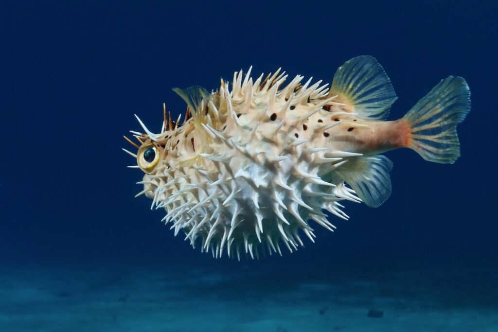 Porcupine fish inflated, Negril, Jamaica