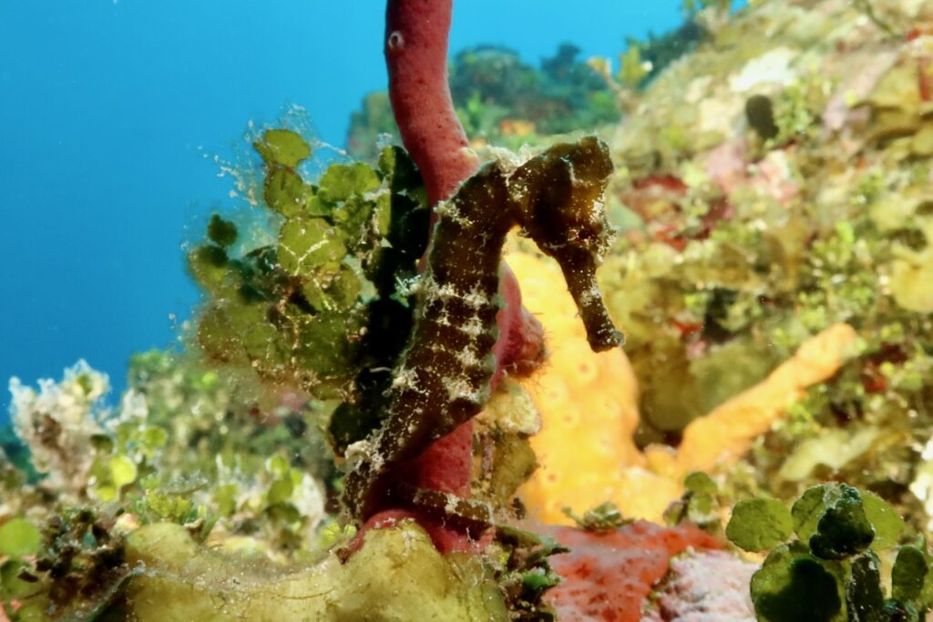 Seahorse, Negril, Jamaica