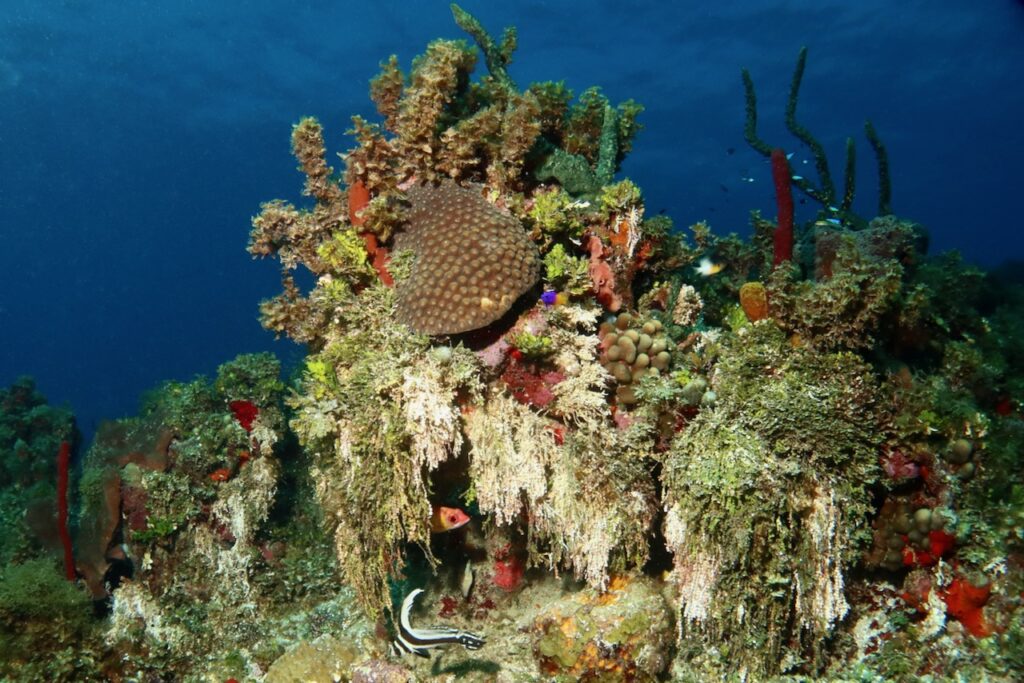 Coral reef, Negril, Jamaica