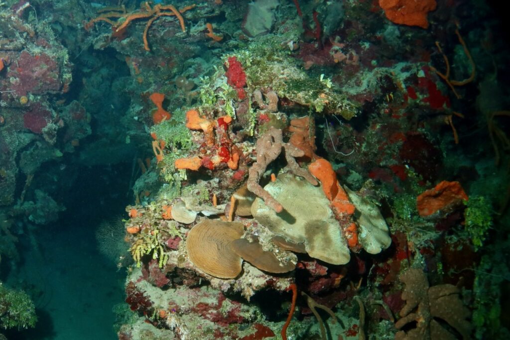 Section of a reef in Runaway Bay, Jamaica