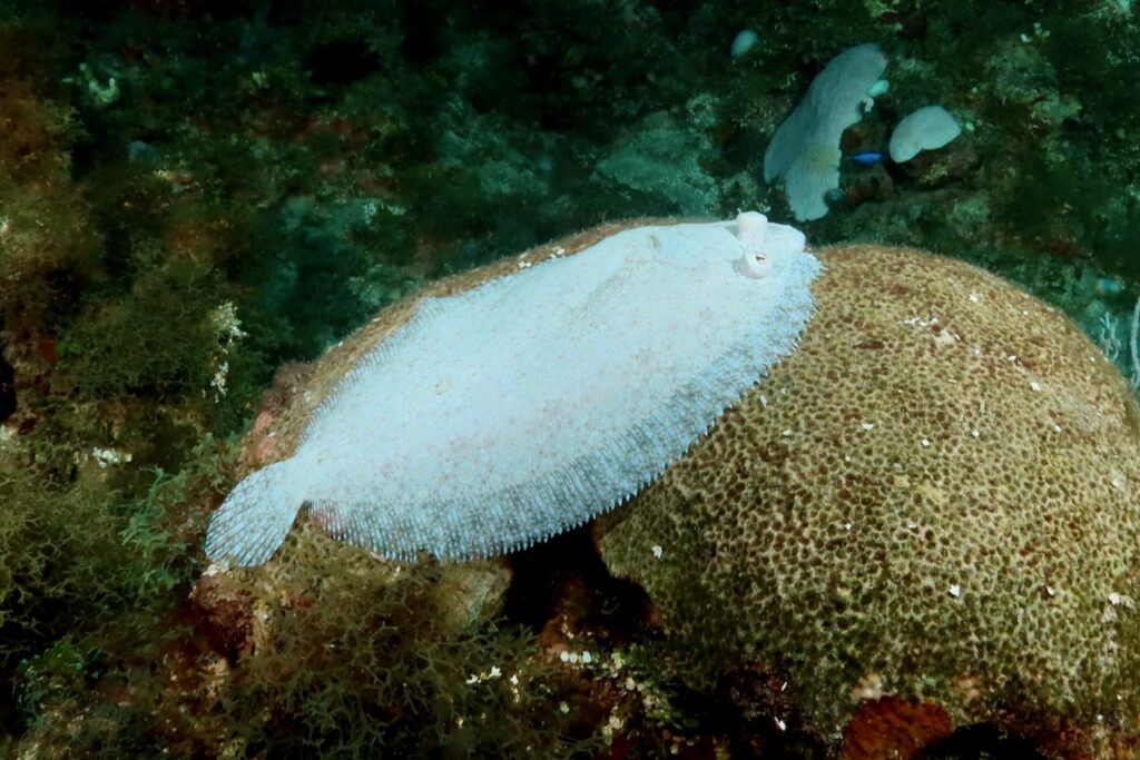 Flounder turning white to look like a bleached coral, Negril, Jamaica