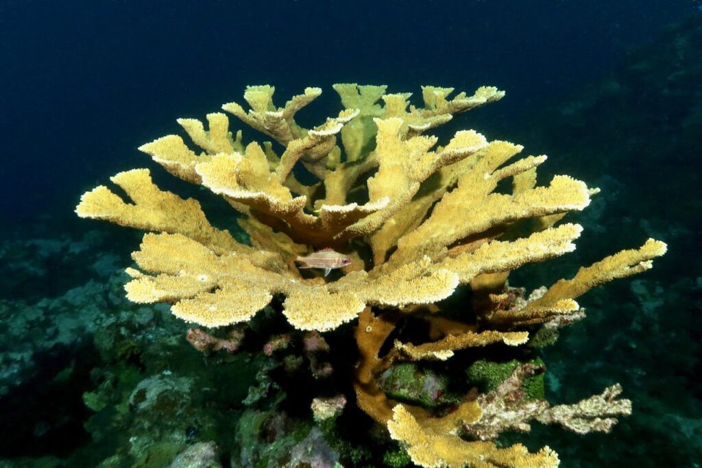 Elk horn coral, Port Antonio, Jamaica