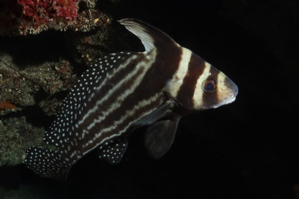 Juvenile drum fish, Port Antonio, Jamaica