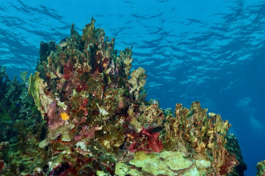 Damaged reef with remnants of blade fire coral in early 2024, Port Antonio, Jamaica