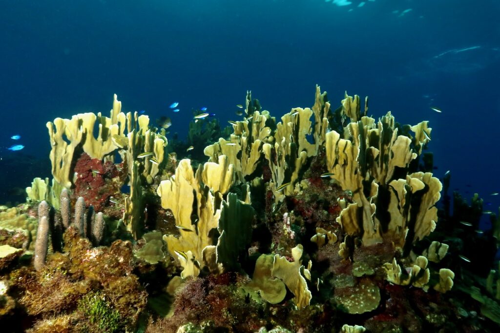 Blade fire corals in 2023 before bleaching, Port Antonio, Jamaica