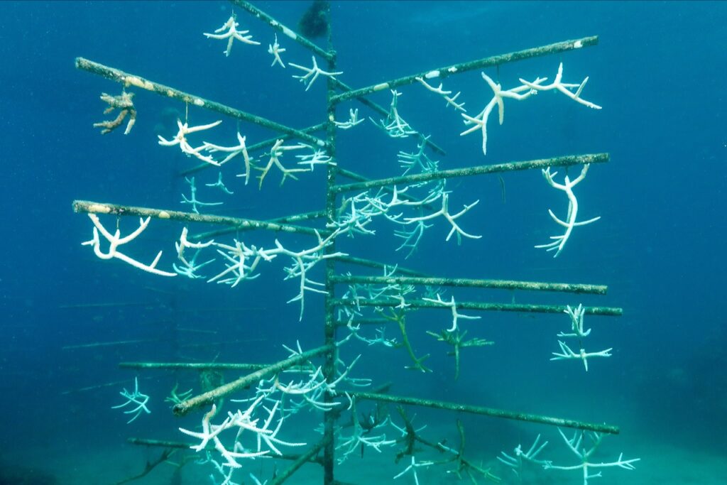 Bleached corals in a coral nursery, Oracabessa, Jamaica