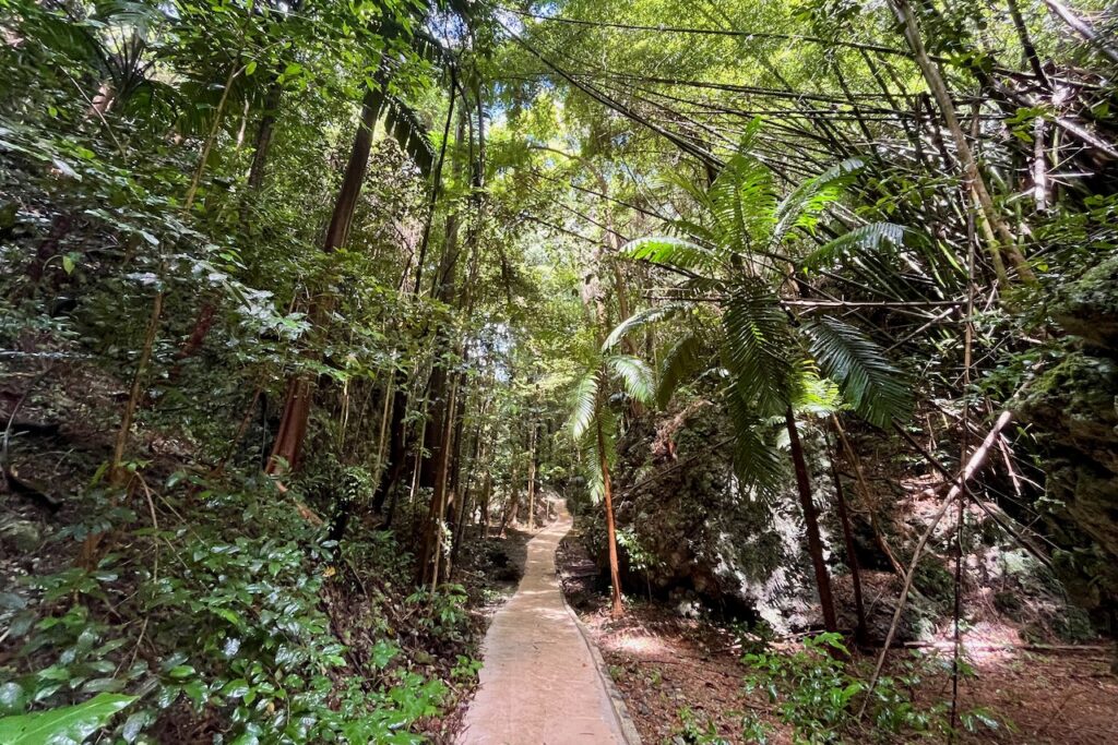 Welchman Hall Gully, Barbados