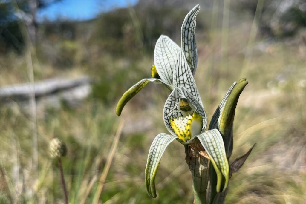 Porcelain orchid, Chloraea Magellanica on the trail to Laguna Torre, Argentina