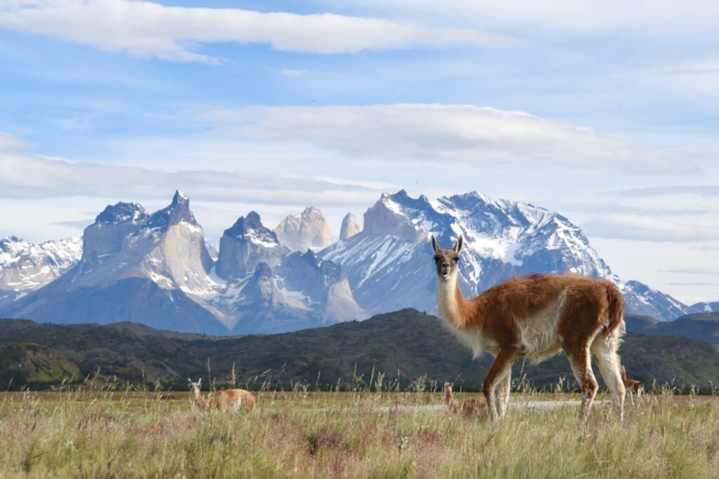 Torres del Paine and guanacos, Chile
