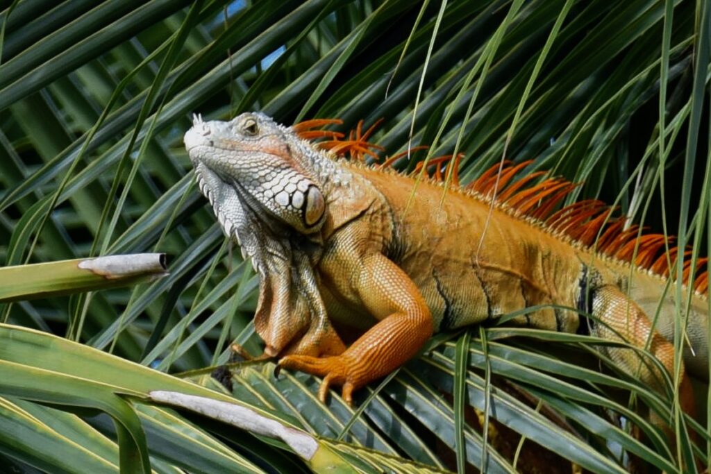 Green iguana adult male in mating season turns orange, Peten Itza lake near FLores, Guatemala