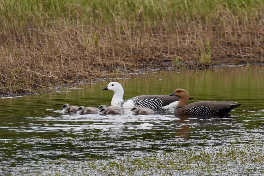 Upland geese with chicks, Torres del Paine, Chile