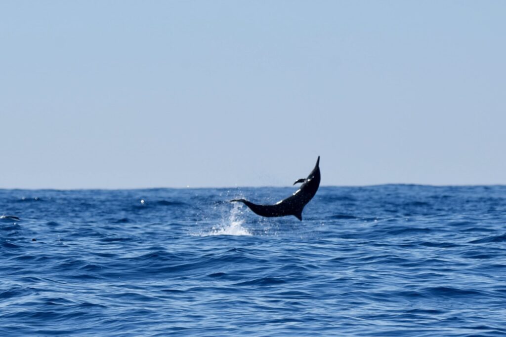 Dolphin jumping, off the coast of Guatemala