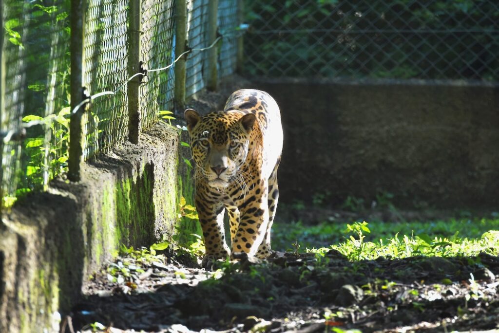 Jaguar at ARCAS wildlife sanctuary on lake Peten Itza near Flores, Guatemala
