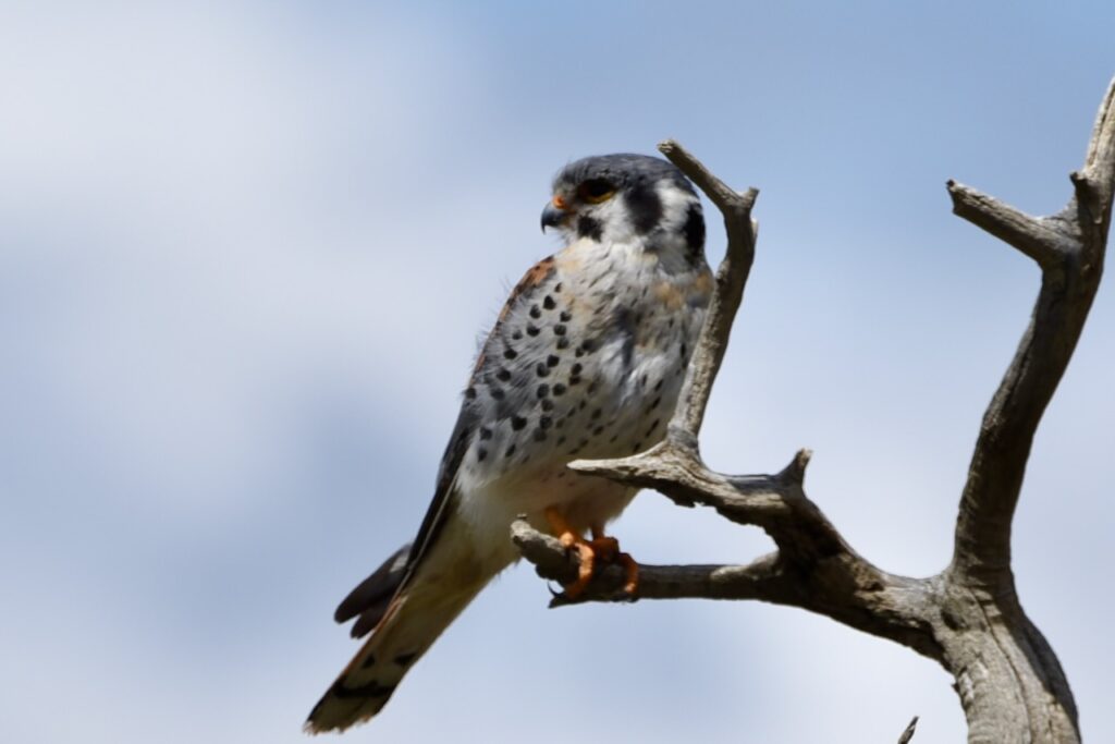 American kestrel, Torres del Paine, Chile