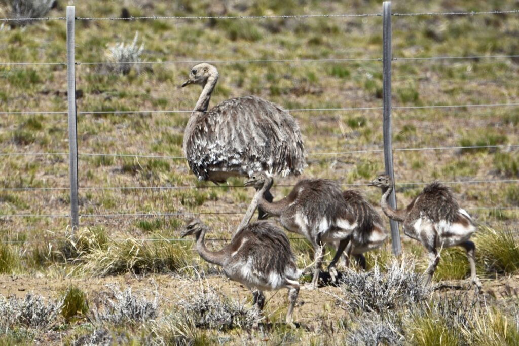 Rhea with chicks along the road from El Calafate to El Chalten, Argentina