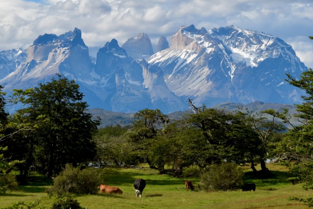 Cuernos view in Torres del Paine and cows, Torres del Paine, Chile