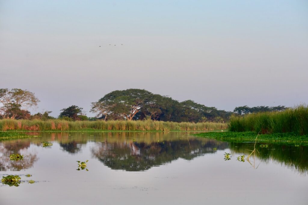 Monterrico mangroves, Guatemala