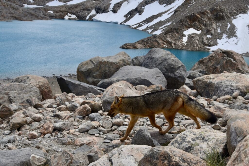 Fox at Laguna de Los Tres, Argentina