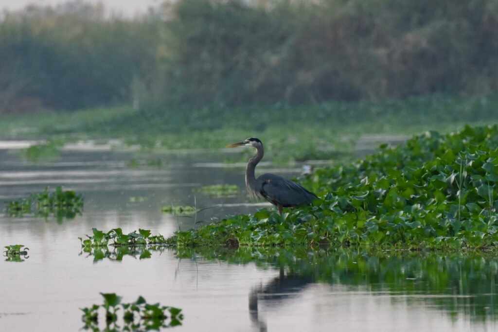 Grey heron, Monterico mangroves, Guatemala