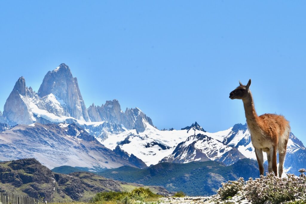 Fits Roy mountain and guanaco near El Chalten, Argentina