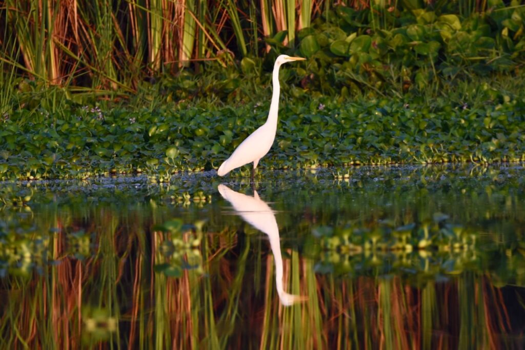 Great egret, MOnterrico mangroves, Guatemala