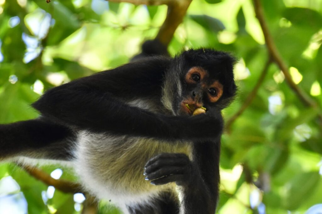 Spider monkey eating at Yaxha Mayan site, Guatemala