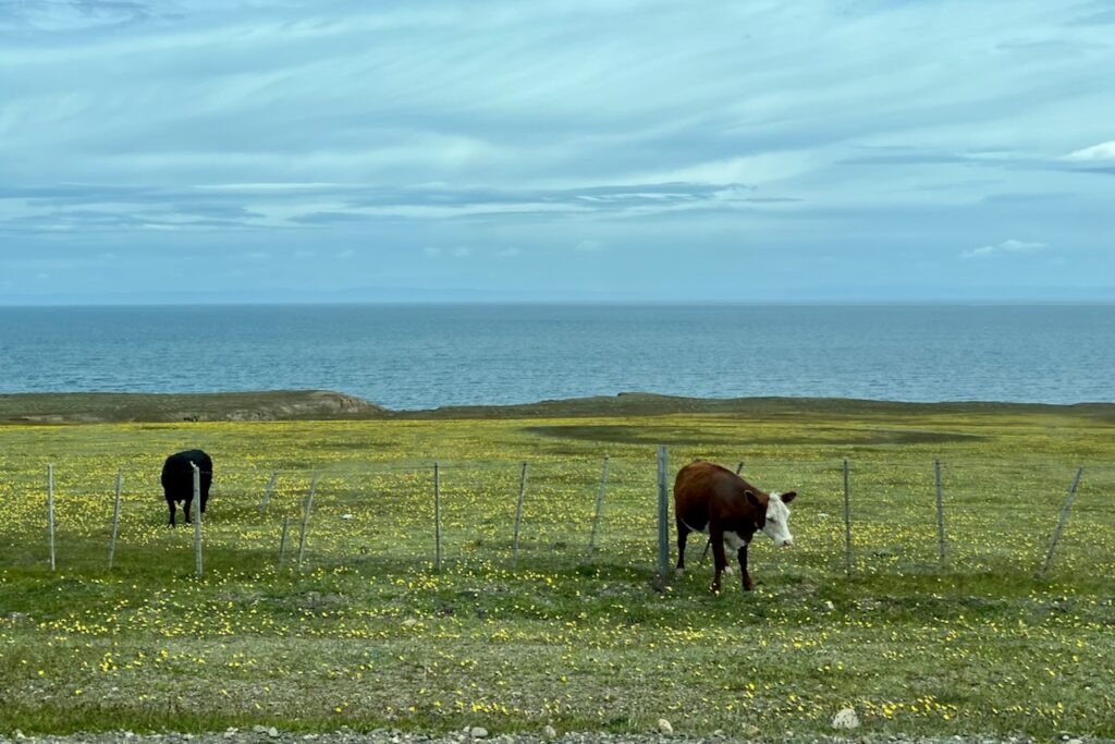 Cattle and flowers, Tierra del Fuego, Chile