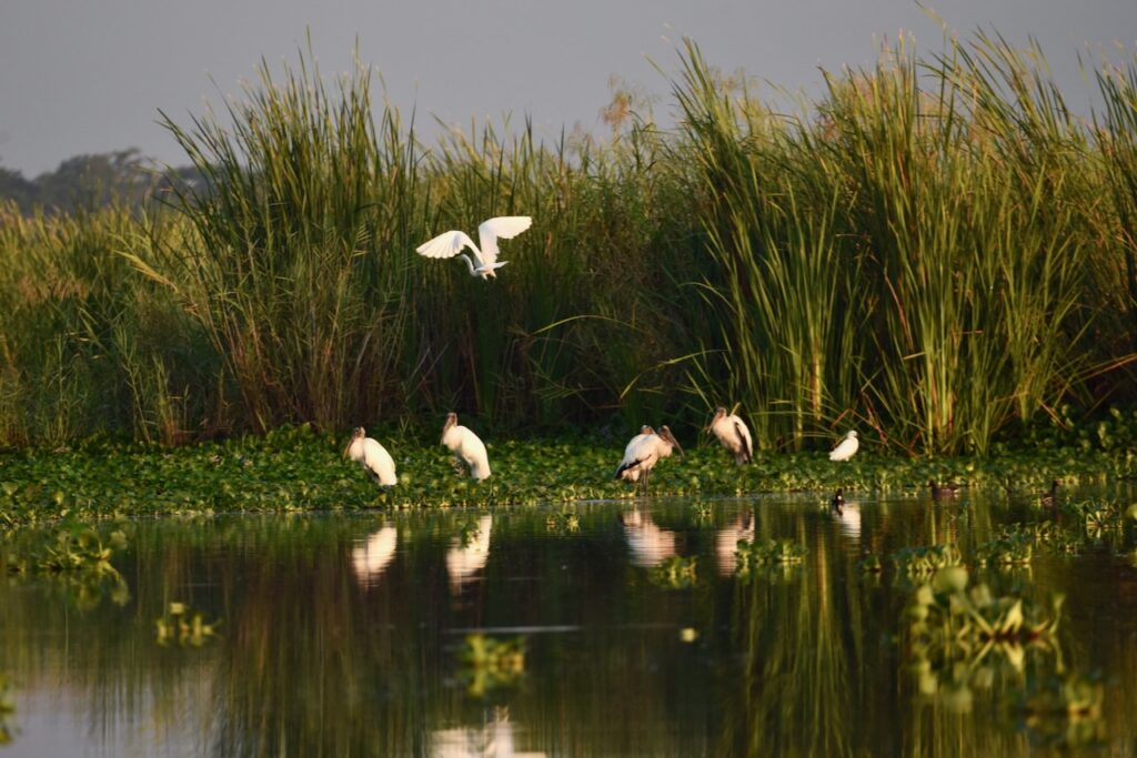 Ibises at Monterrico mangroves, Guatemala