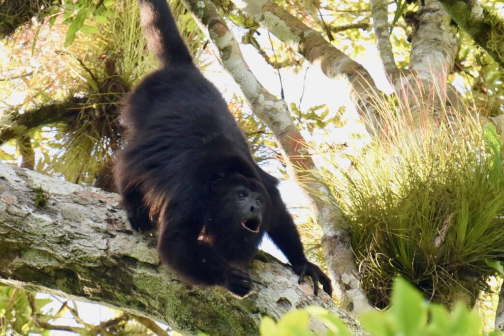 Howler monkey at Yaxha Mayan cite, Guatemala.