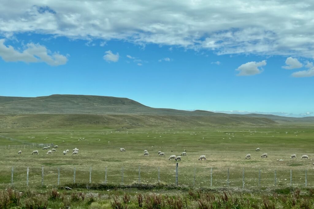 Sheep, Tierra del Fuego, Chile