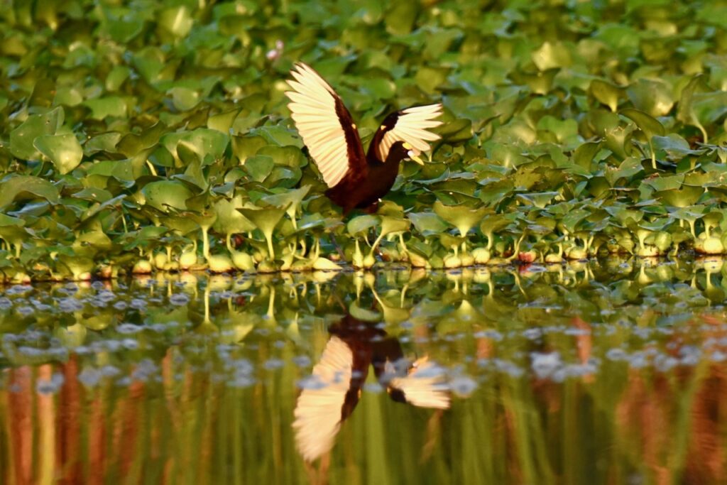 Jacana, Monterrico mangroves, Guatemala