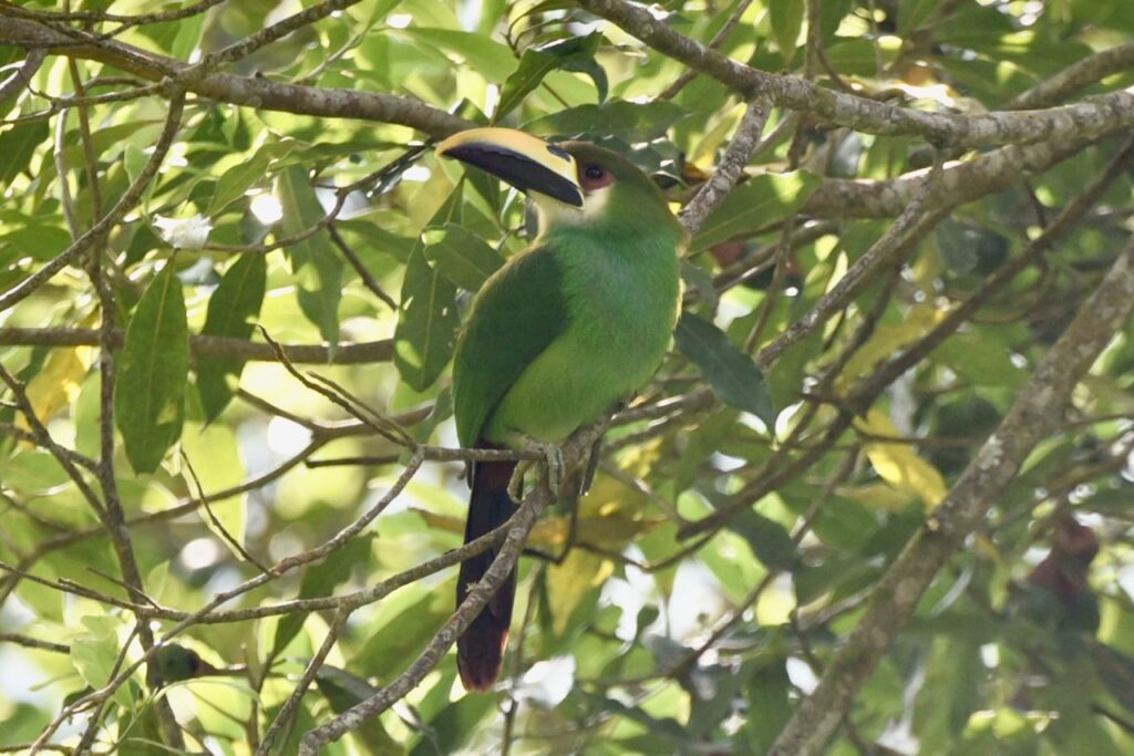 Northern emerald toucanet, Rey Tepepul Municipal Nature Reserve near lake Atitlan, Guatemala