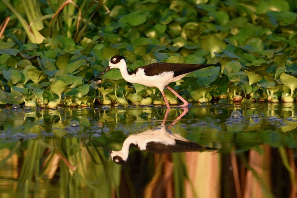 Black-necked stilt, Monterrico mangroves, Guatemala