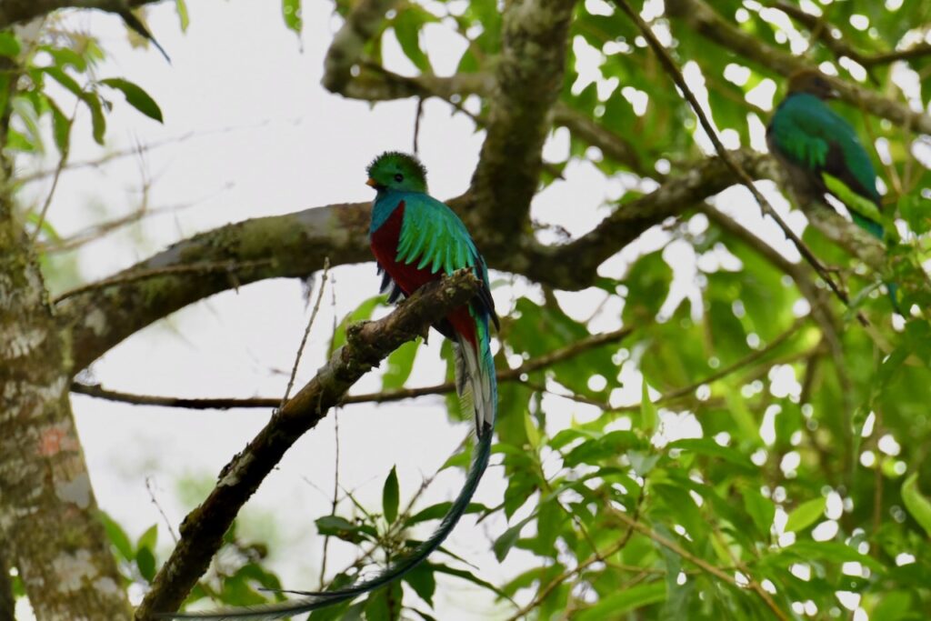 Resplendent Quetzal, Rey Tepepul Municipal Nature Reserve near lake Atitlan, Guatemala