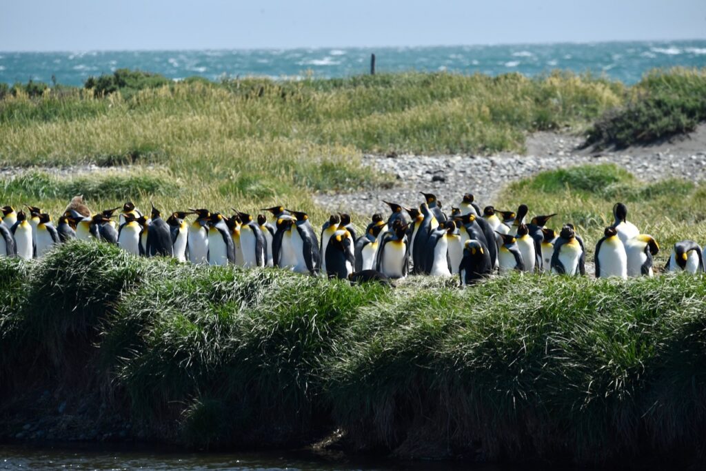 King penguins, Tierra del Fuego, Chile
