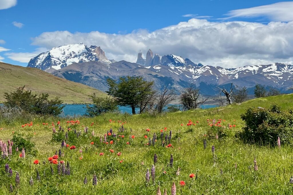 Laguna Azul, flowers, and Torres del Paine massif, Torres del Paine, Chile
