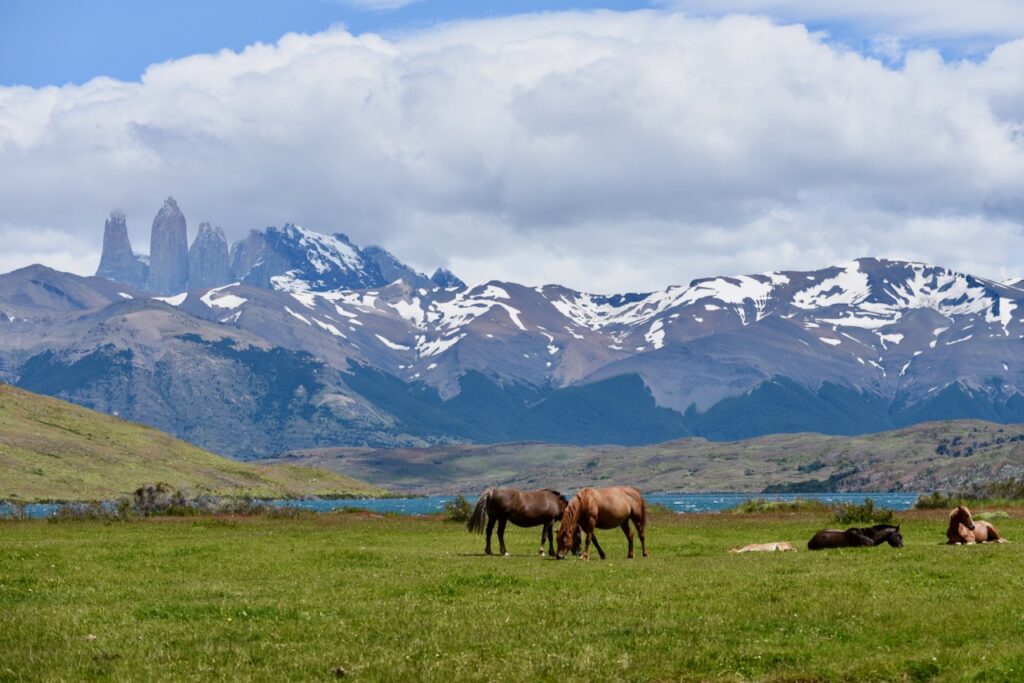 Laguna Azul, hortses, Torres del Paine massif, Torres del Paine, Chile