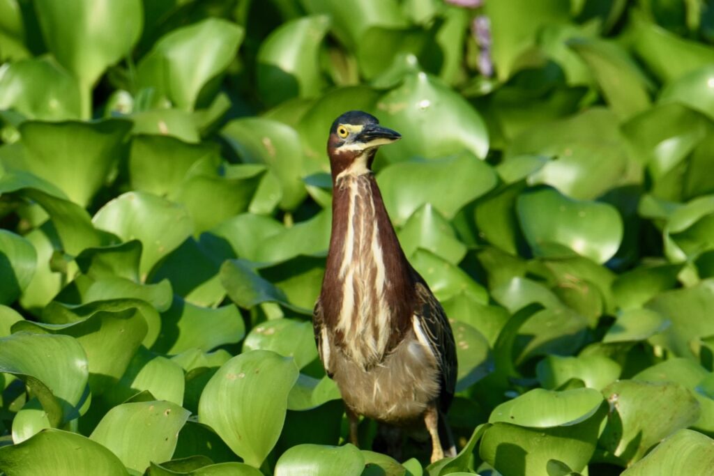 Tiger heron, Monterrico mangroves, Guatemala