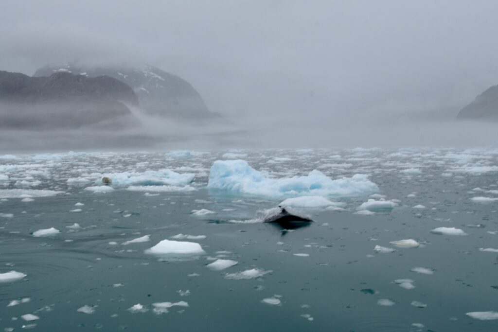 Dolphin and floating ice in Calvo Fjord, Chile
