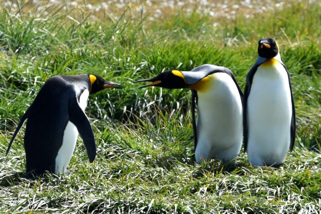 King penguins, Tierra del Fuego, Chile