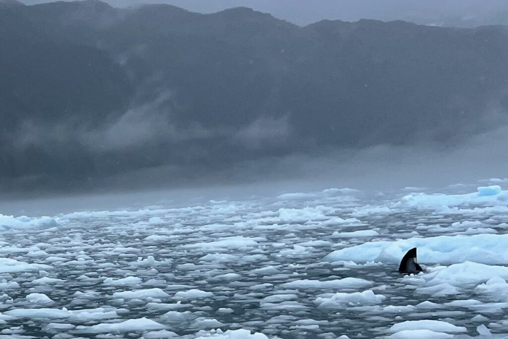Dolphin and floating ice in Calvo Fjord, Chile