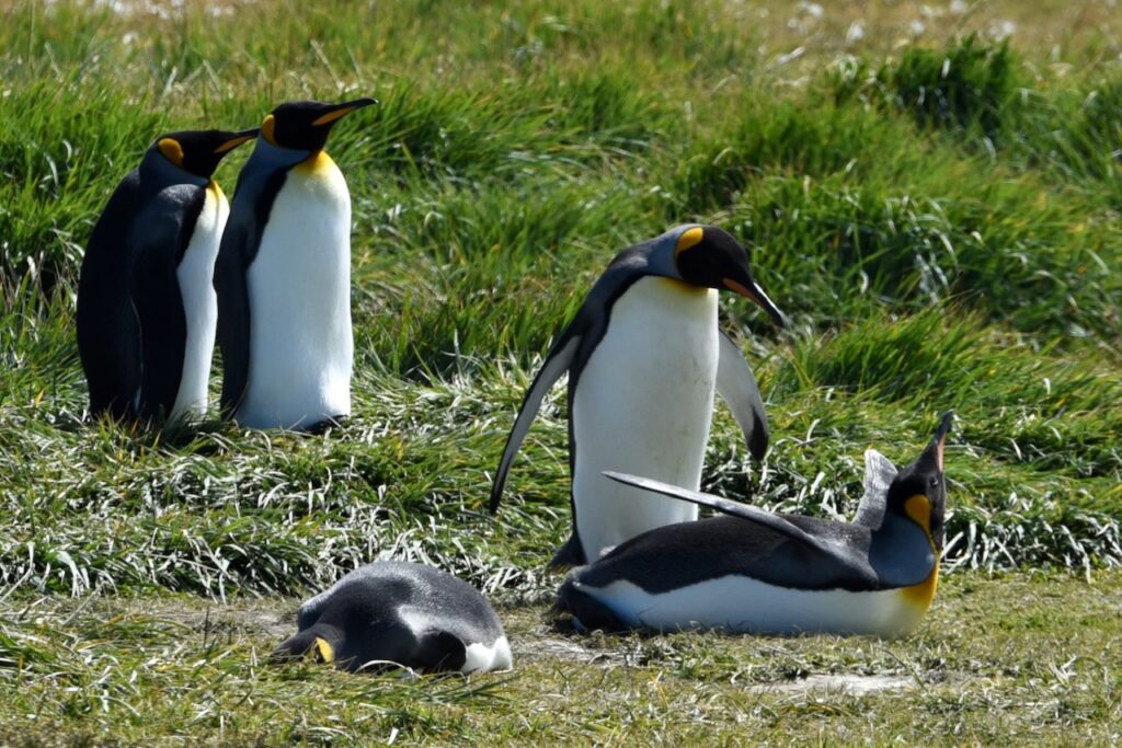 King penguins, Tierra del Fuego, Chile