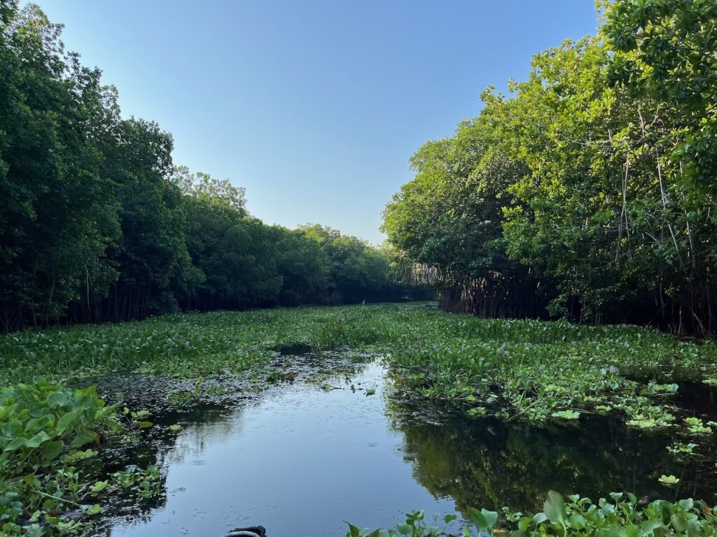 Monterrico mangroves, Guatemala