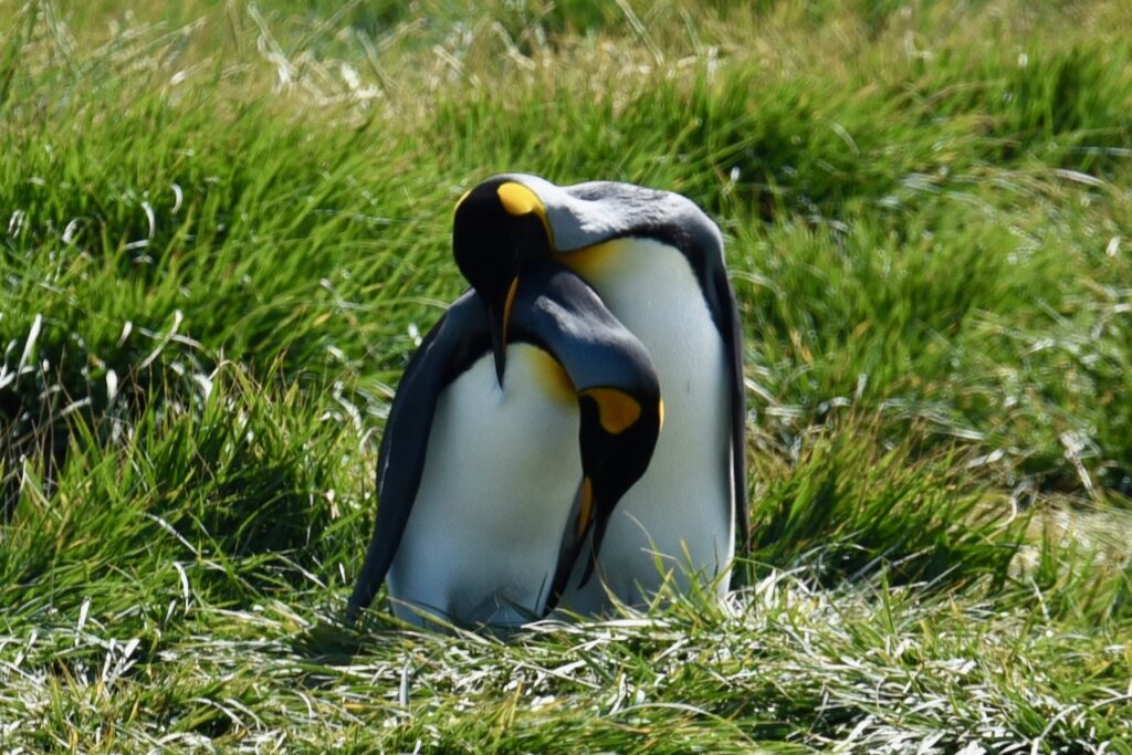 King penguins, Tierra del Fuego, Chile