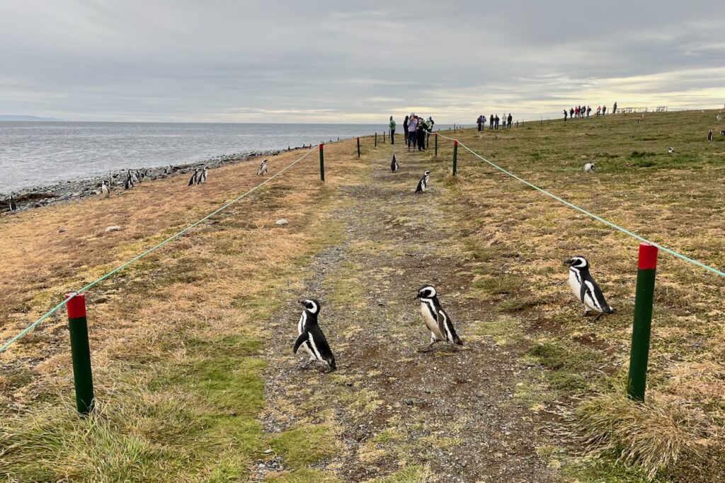 Penguins crossing the trail, Magdalena island, Chile