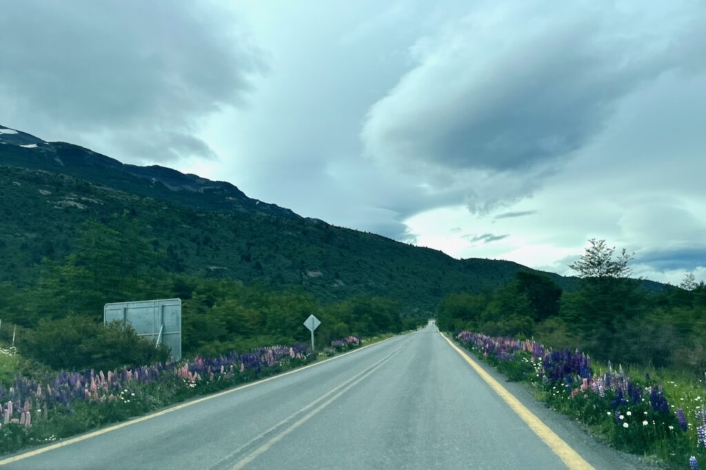 Flowers along the road to Rio Serrano, Torres del Paine, Chile