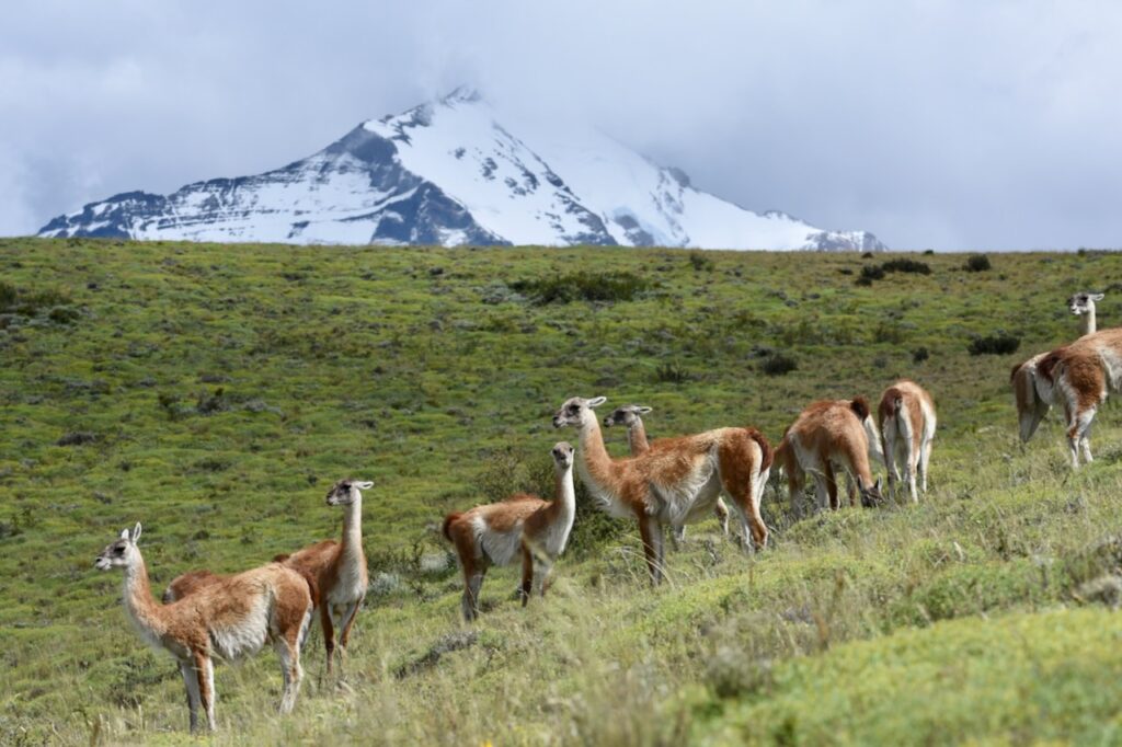 Guanacos and Torres del Paine mountains in the background, Torres del Paine, Chile