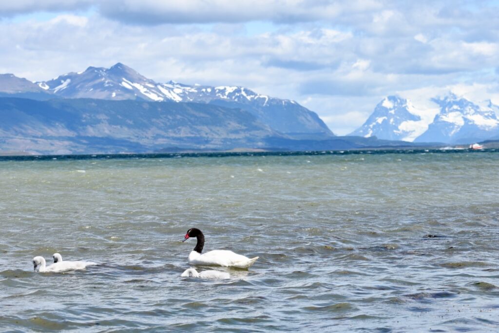 Black-necked swans and mountains in Puerto Natales, Chile